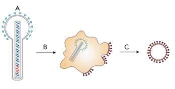 VLPs production in the insect expression system (Sedova, et al. 2012)