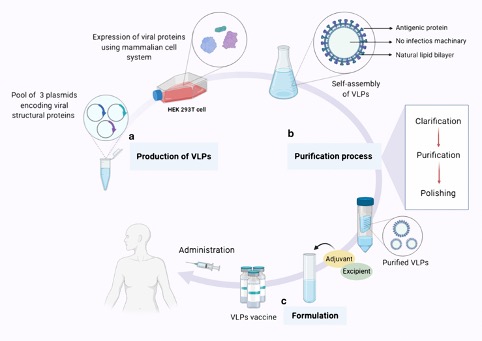 VLPs production in the mammalian cell expression system. (Nooraei, et al. 2021)