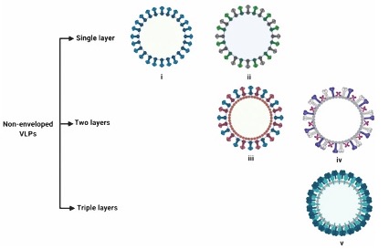 VLPs production in E.coli expression system. (Nooraei, et al. 2021)