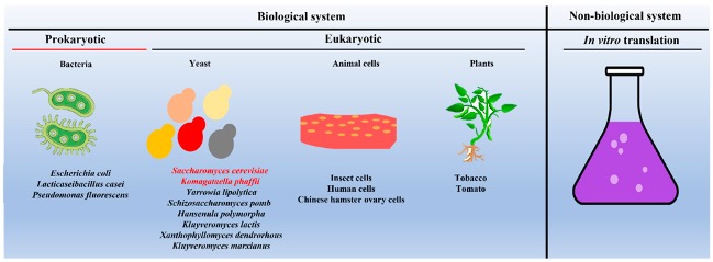 VLPs can be produced in different expression systems. (Srivastava, et al. 2023)