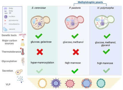 VLPs production in the yeast expression system. (Brachelente, et al. 2023)