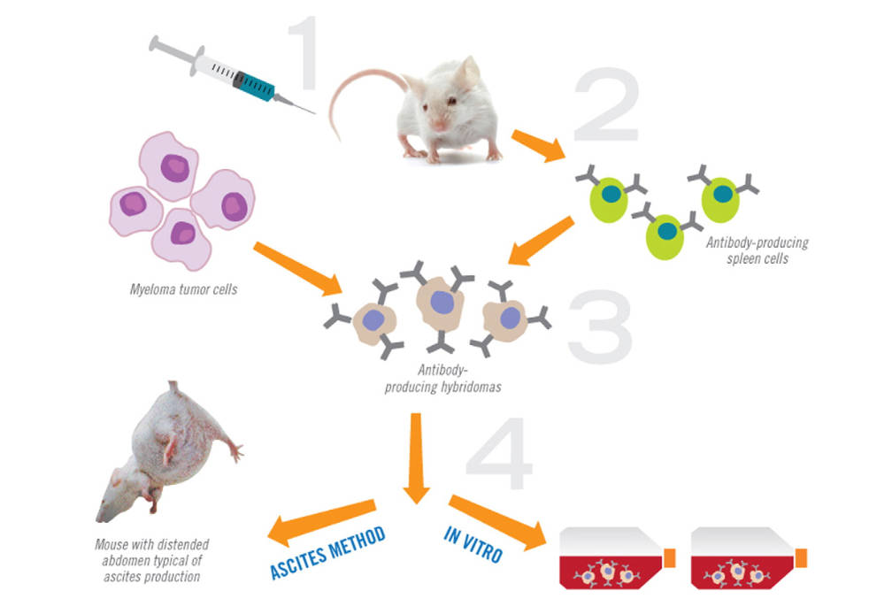 A model of conventional ascites production in mice. (Groff, et al., 2015)