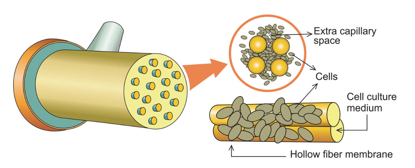 A novel hollow fiber bioreactor. (Jyothilekshmi and Jayaprakash, 2021)