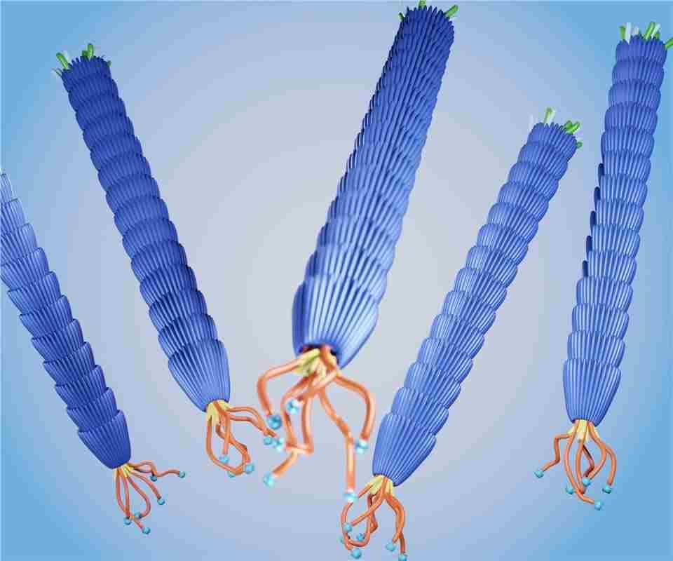 Group of filamentous M13 phage virus