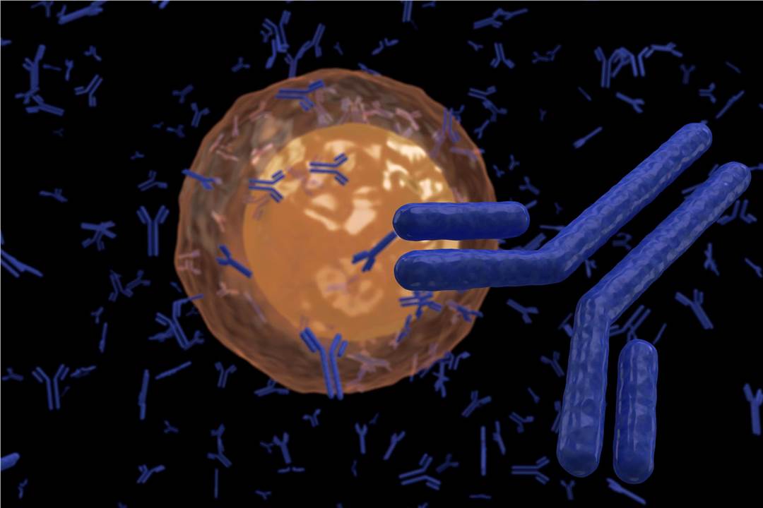 B cells and Antibodies. (Creative Biolabs Authorized)