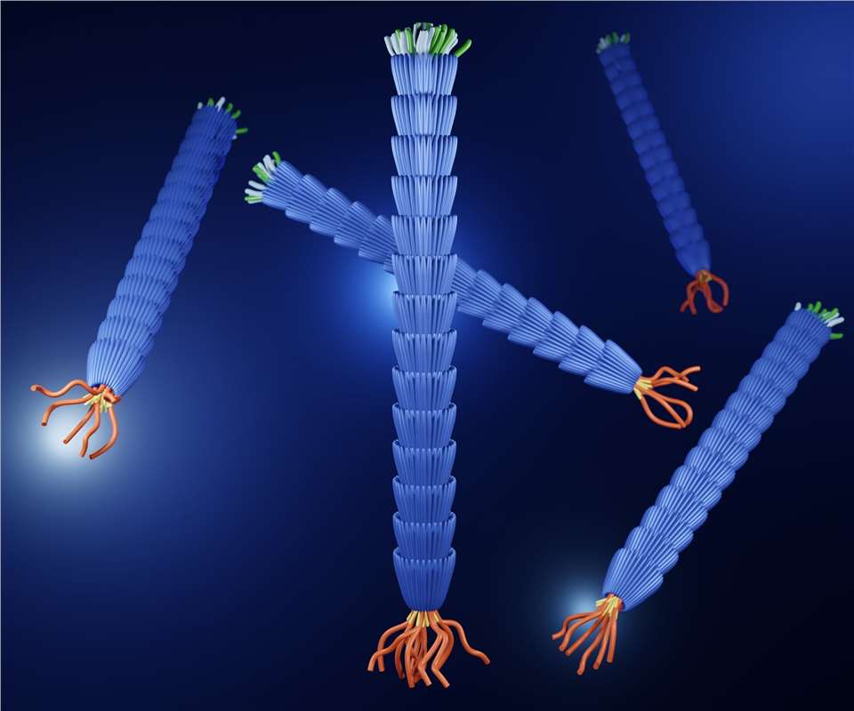 M13 Phage. (Creative Biolabs Authorized)