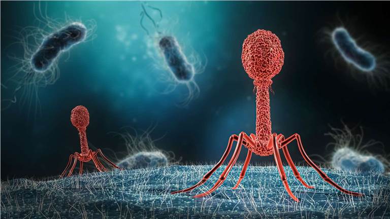 Phage. (Creative Biolabs Authorized)