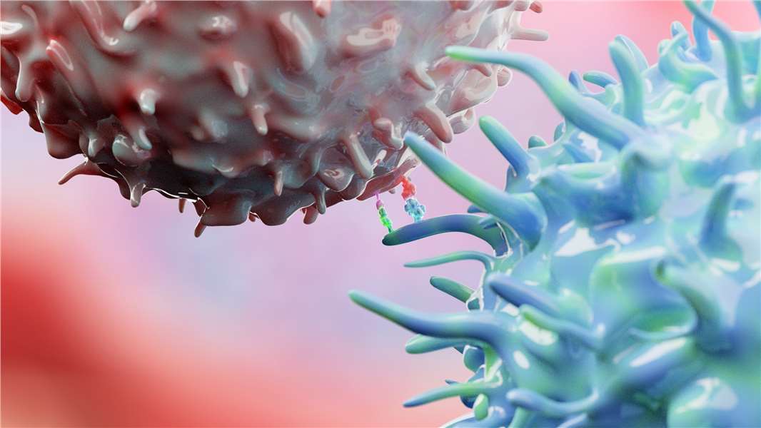 Immune priming between dendritic cell and t cell. (Creative Biolabs Authorized)