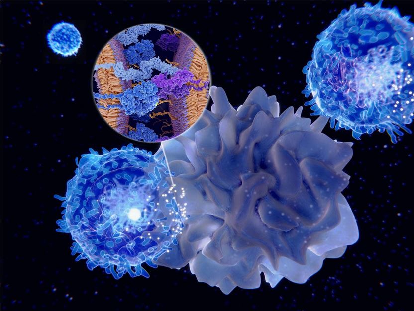 Activation of the immune response: antigen presenting cell activates T-lymphocytes. (Creative Biolabs Authorized)