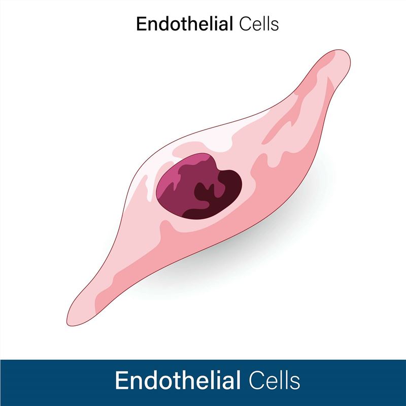 Structure of human endothelial cell. (Creative Biolabs Authorized)