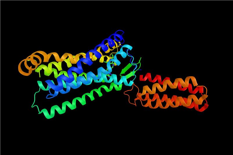 Anti-AT1R Antibody Introduction