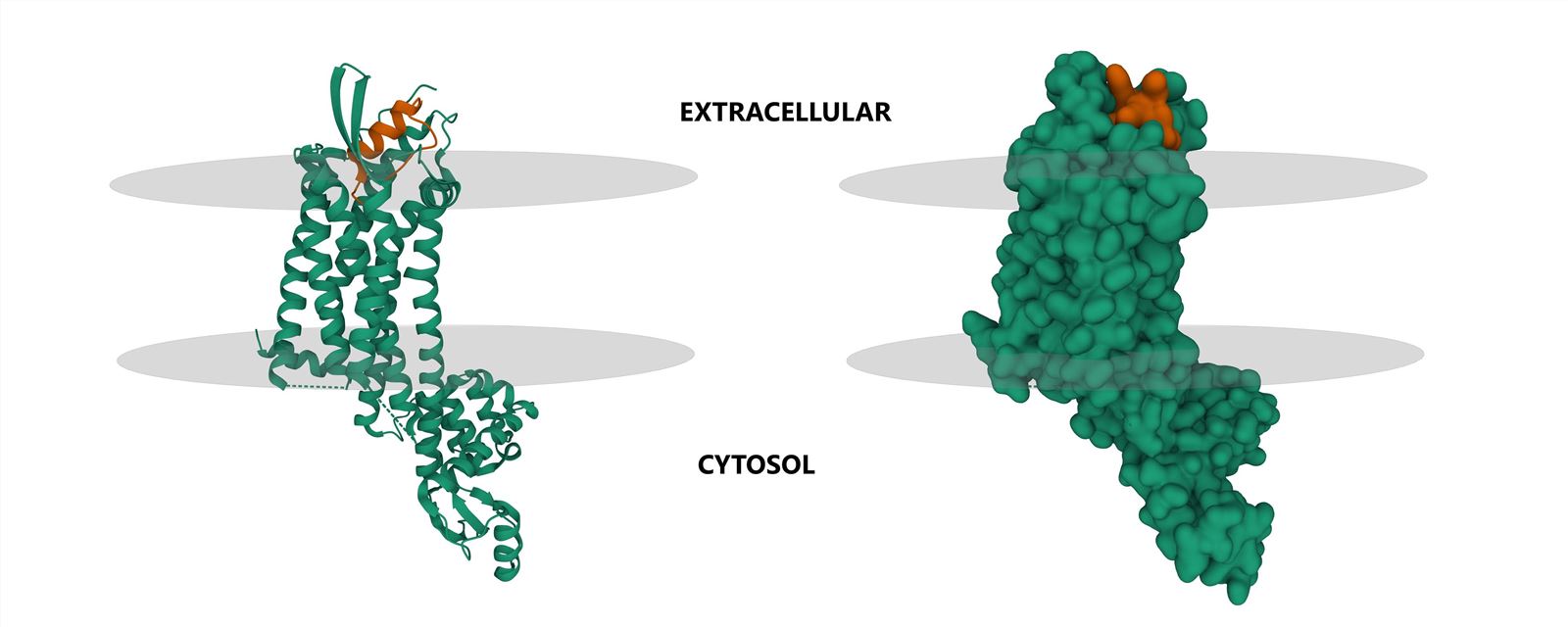 Human endothelin receptor type-B (green) in complex with endothelin-1 (brown). (Creative Biolabs Authorized)