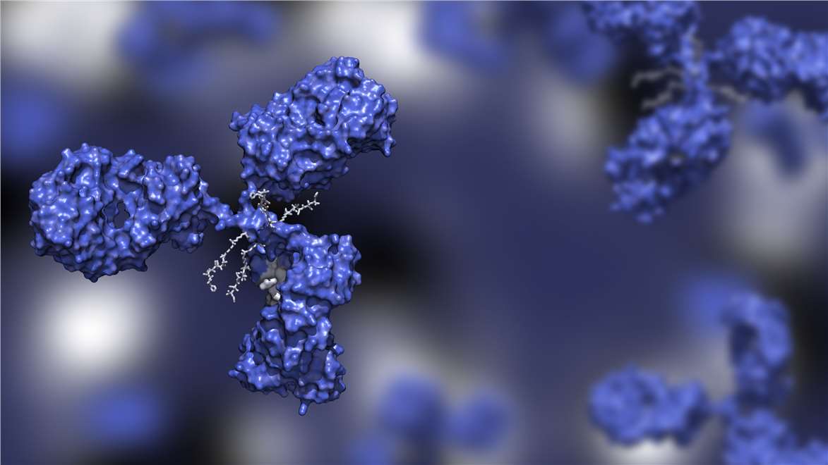 Antibodies. (Creative Biolabs Authorized)