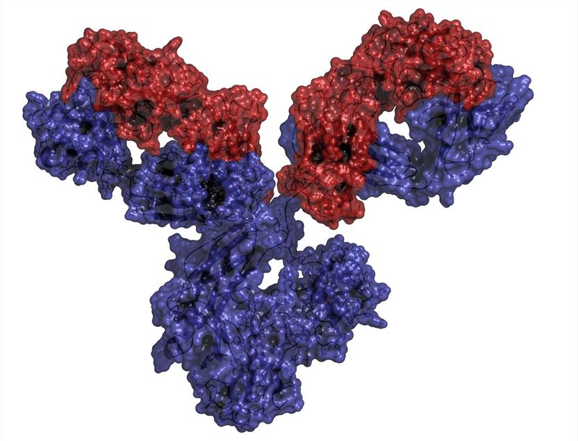 Antibodies. (Creative Biolabs Authorized)