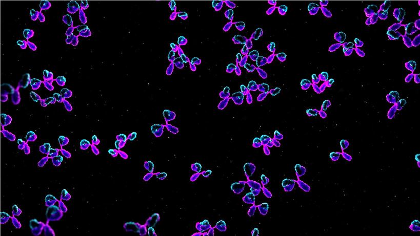 Antibodies. (Creative Biolabs Authorized)