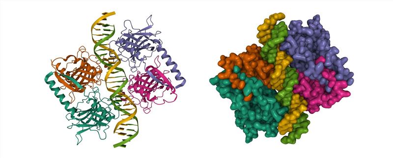  Protein (Creative Biolabs Authorized)