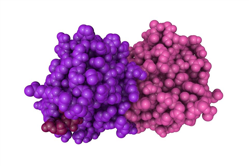 Antibodies. (Creative Biolabs Authorized)