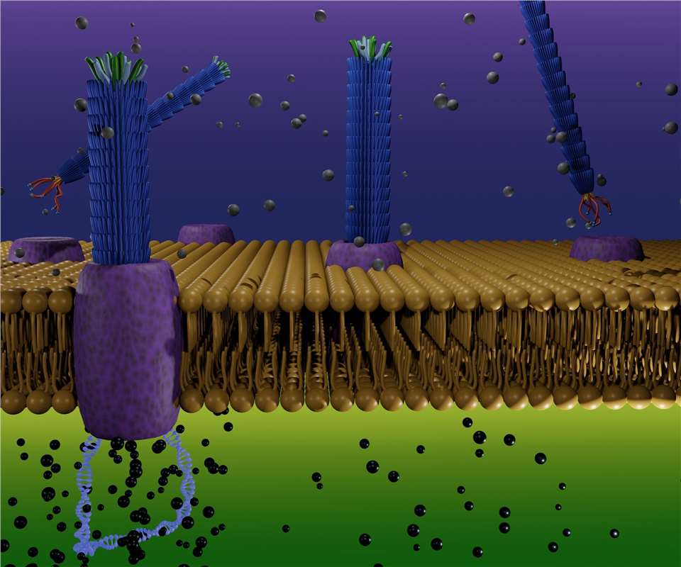 M13 phage. (Creative Biolabs Authorized)