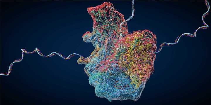 Fig 1. Ribosome. (Creative Biolabs Authorized)