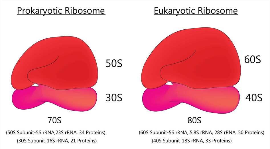 Fig 1. Prokaryotic ribosome and Eukaryotic ribosome. (Creative Biolabs Authorized)