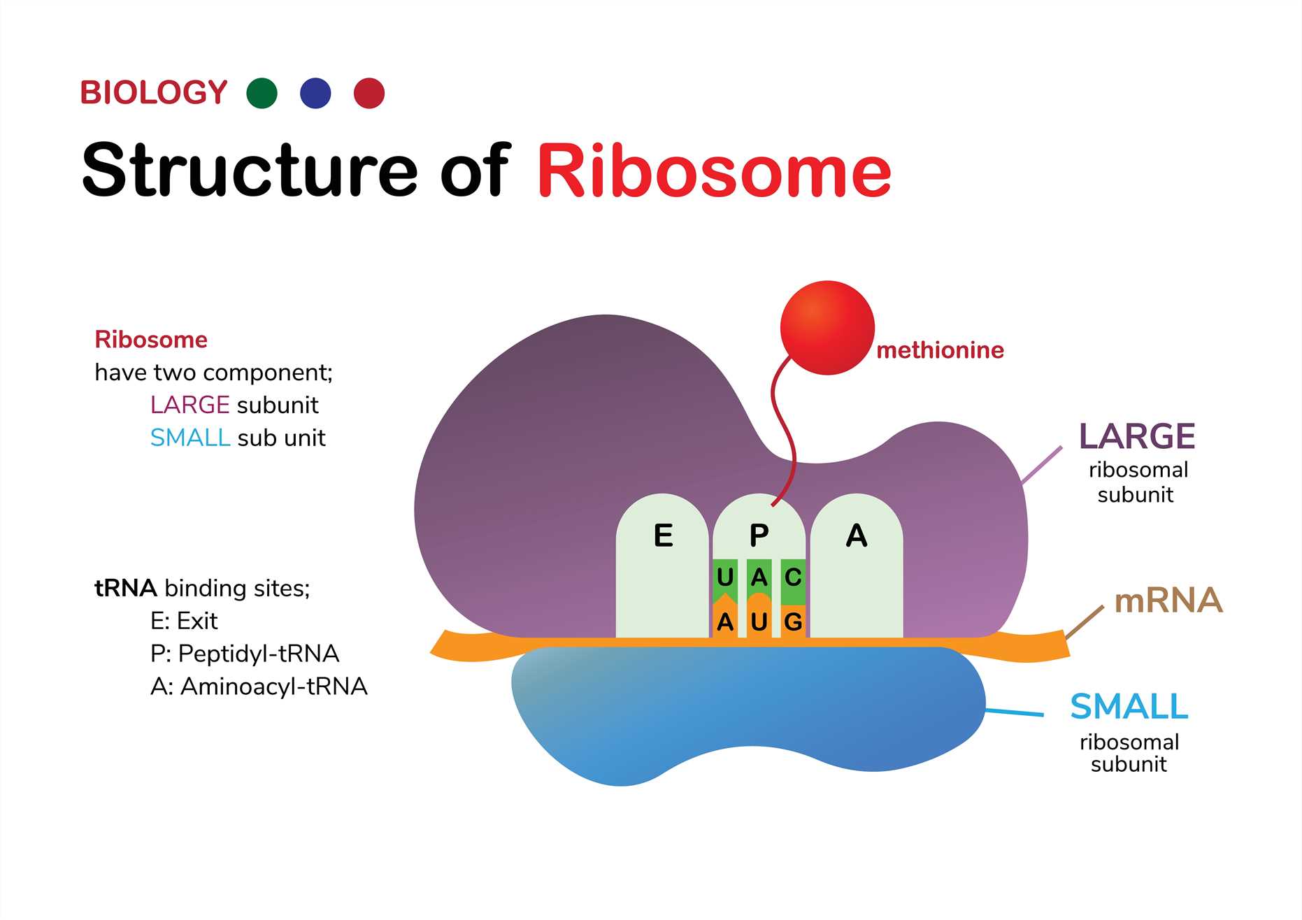 Fig 1. Structure of ribosome. (Creative Biolabs Authorized)