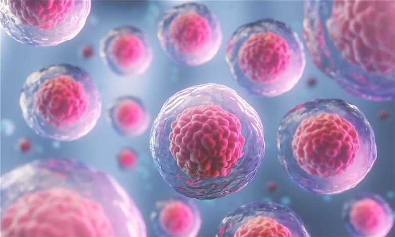 Fig 1. Human cells. (Creative Biolabs Authorized)