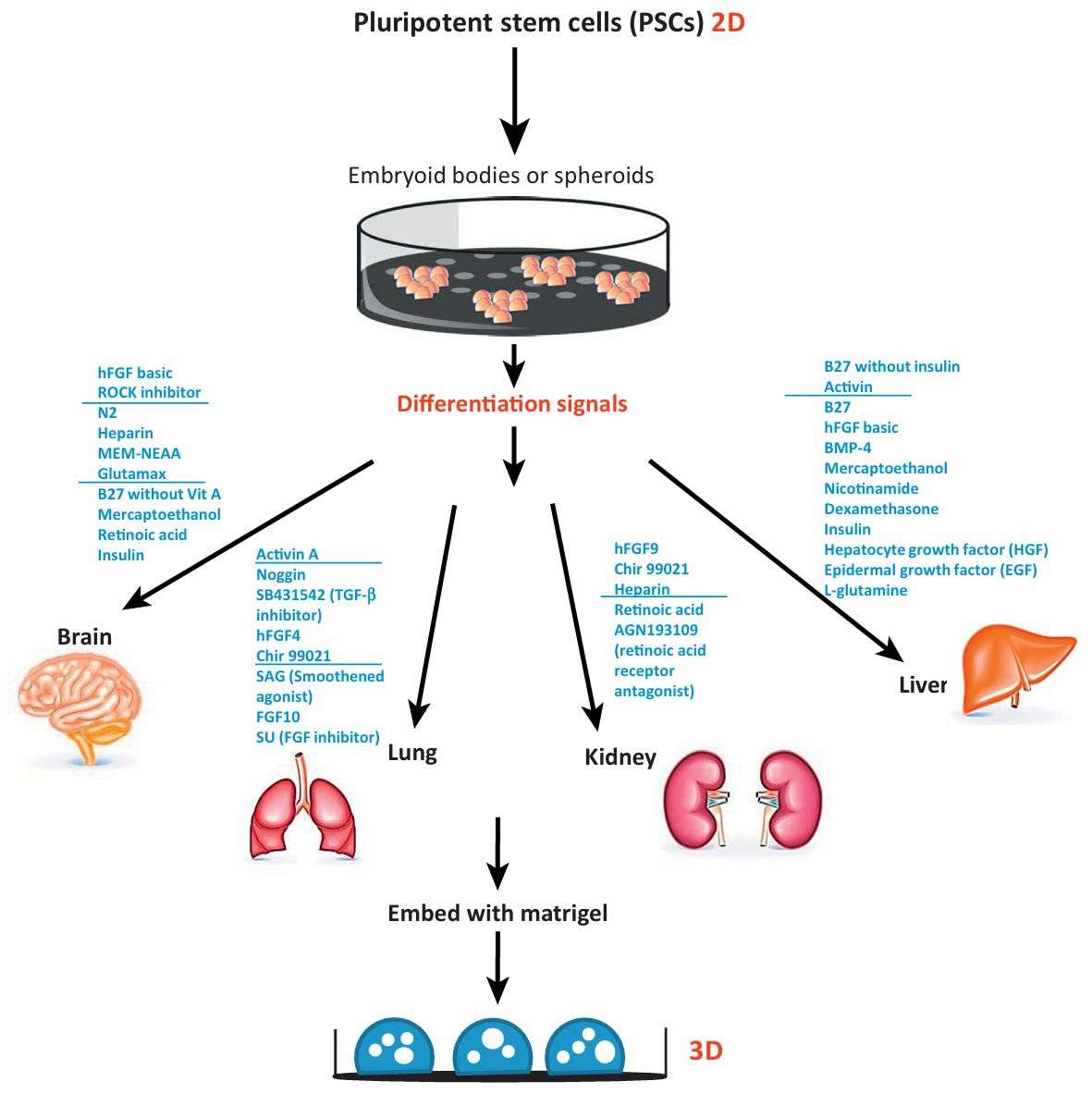 Fig. 1. Schematic diagram depicting current methods for generating organoids from PSCs. (Dutta Devanjali, 2017)