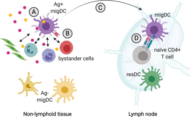 Fig. 1 Migrating dendritic cells integrate signals from both antigens and adjacent cells, guiding the differentiation of CD4+ T cells in nearby lymph nodes. (Hilligan & Franca, 2020)