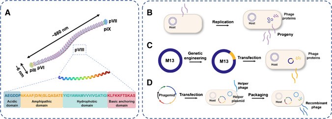 M13 Phage: A Versatile Building Block for Highly Specific Analytical Platform