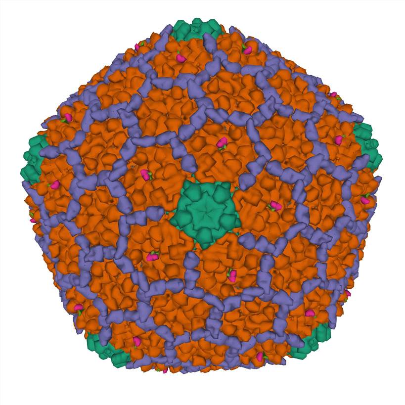 T4 Phage as a Phage Display Platform