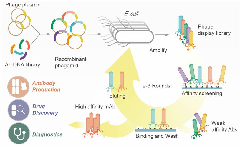 Overview of Phage Display Technology