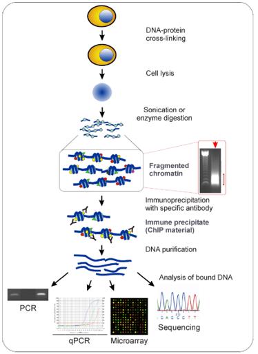 Chromatin Immunoprecipitation: Probing the Molecular Landscape of Gene Regulation