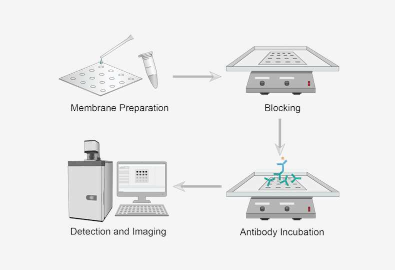 Protocol of Dot Blot.