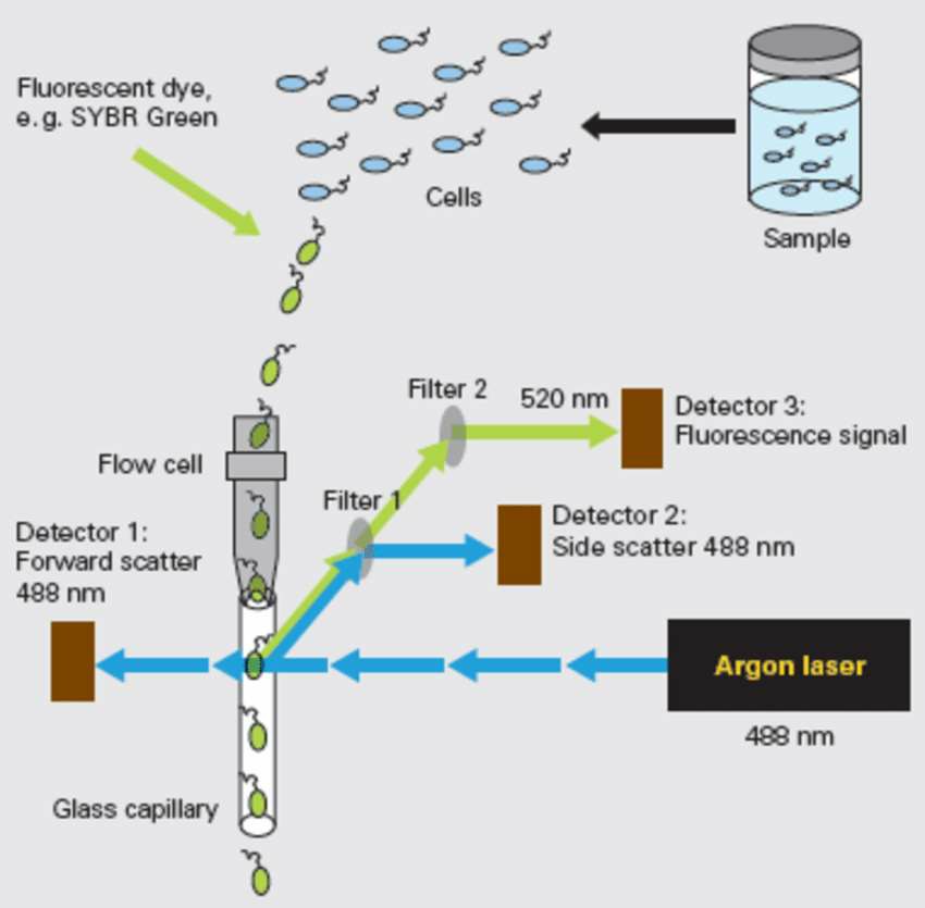 The principle of flow cytometry. (El-Chakhtoura, 2018)