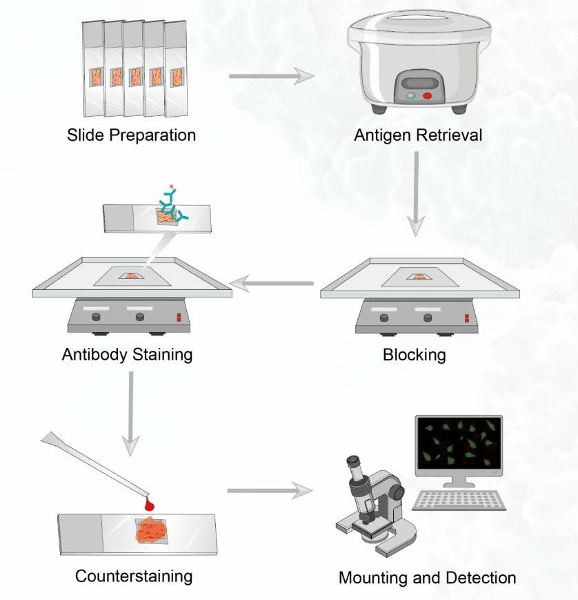 Protocol of immunohistochemistry. (Creative Biolabs Original)