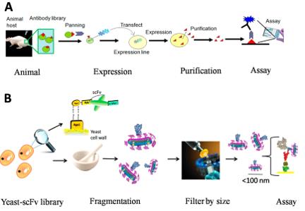 Traditional antibody production method. (Grewal, 2016)