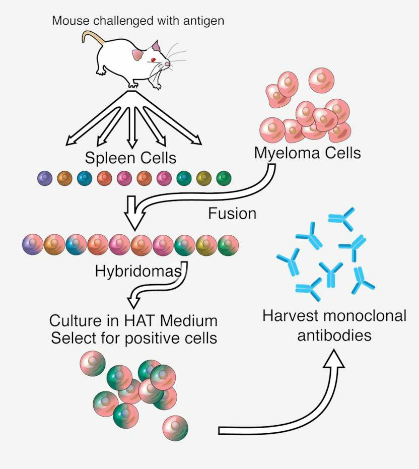 Monoclonal Antibodies vs Polyclonal Antibodies