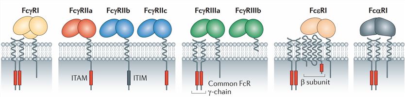 Diagrammatic representation of the human leukocyte Fc receptors