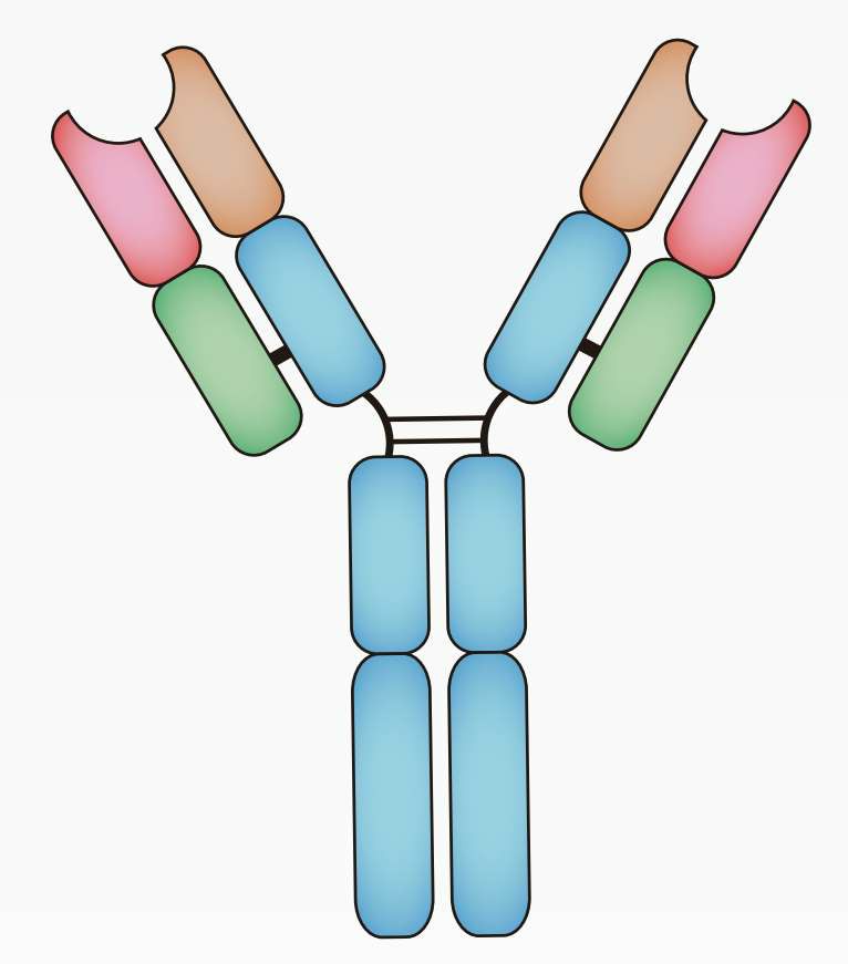 Basic Y-shaped architecture of an antibody. (Creative Biolabs Authorized)