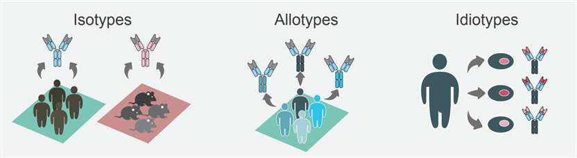 Definition of antibody isotypes, allotypes, and idiotypes. (Creative Biolabs Original)