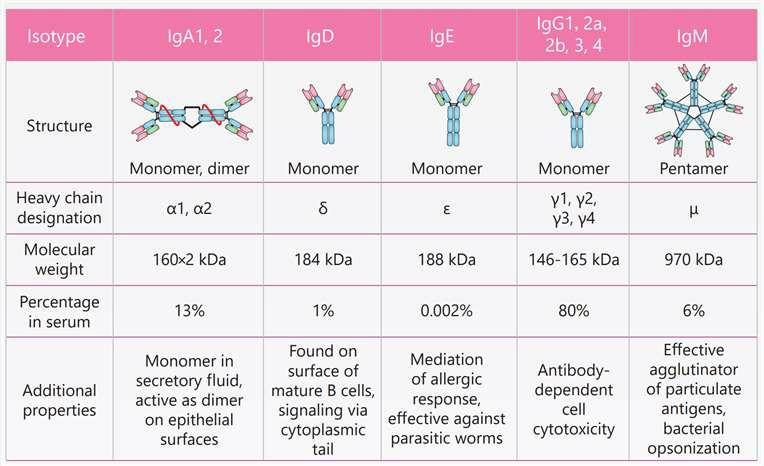 Isotypes of human antibodies and their functional properties. (Creative Biolabs Original)