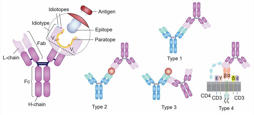 Anti-idiotypic antibody: structure and types