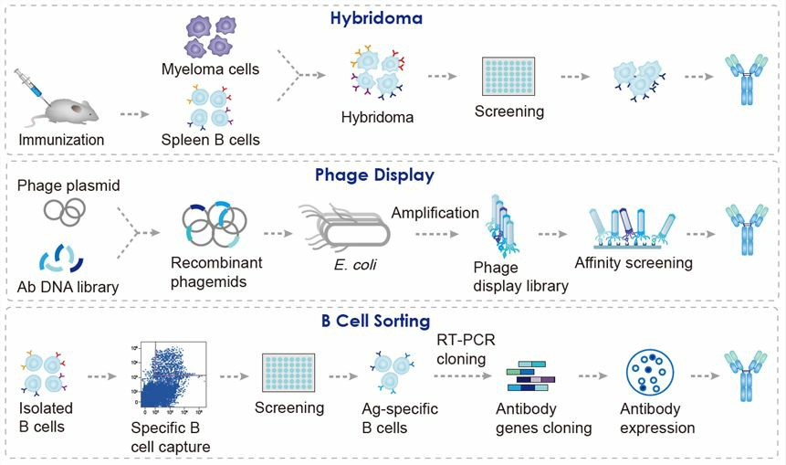 Fully Human Antibody Discovery: Why Transgenic Mice?