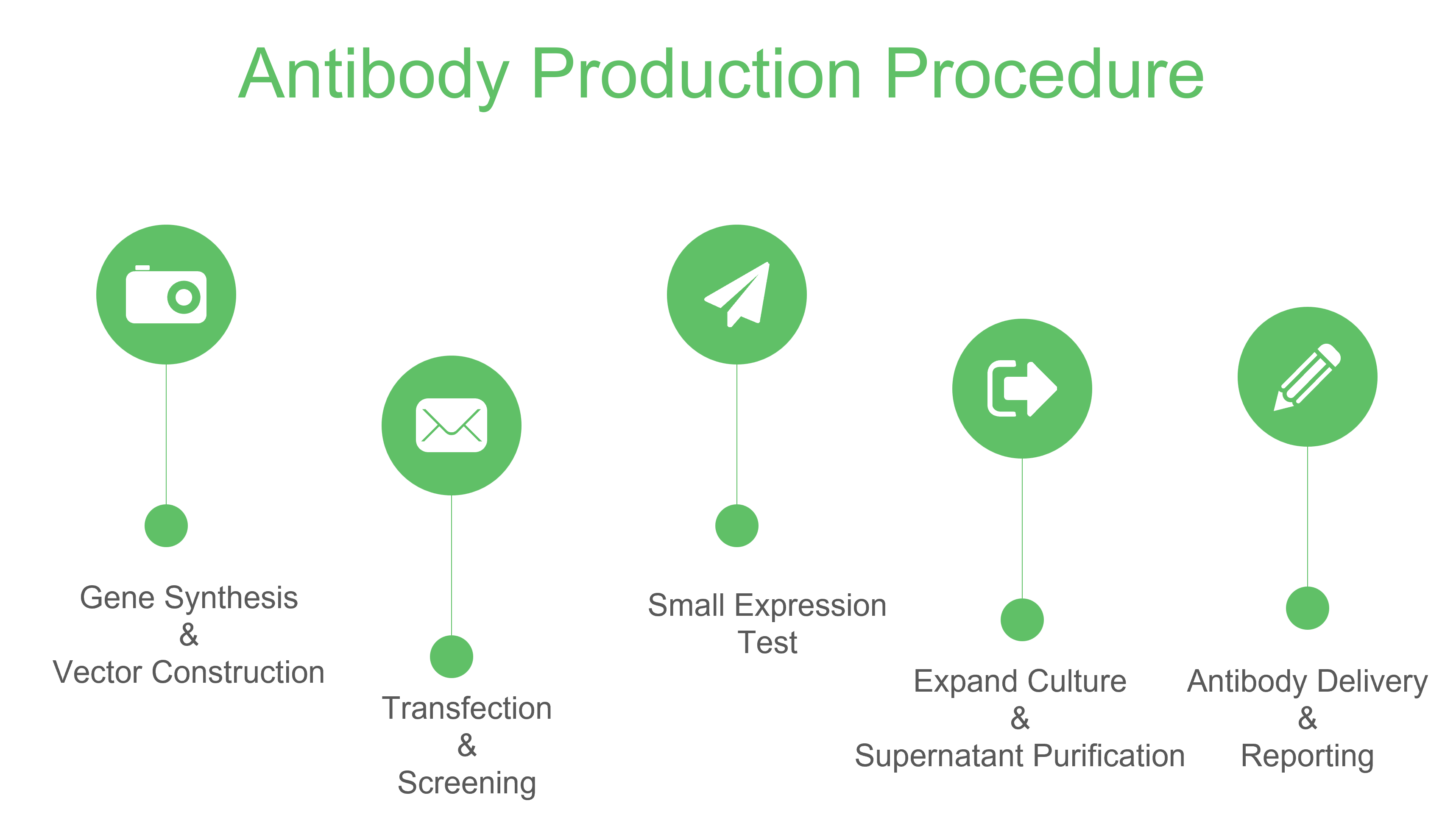 Workflow for recombinant antibody production. (Creative Biolabs Original)