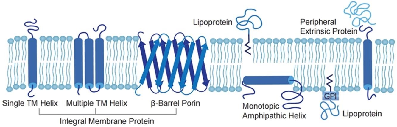 Membrane Protein (Creative Biolabs Original)