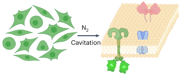 Fig. 1 A conceptual graph of how membrane protein stable cell lines provide the native environment for membrane proteins. (Walker, et al, 2024)