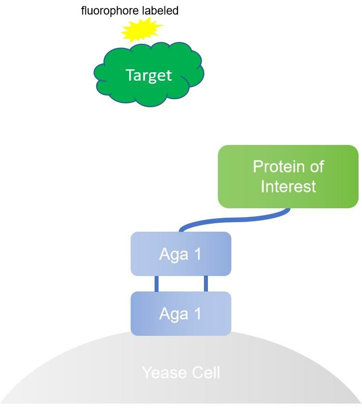 Fig. 1 A schematic diagram for the yeast display system. (Creative Biolabs Original)