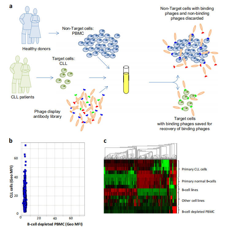 CLL-specific antibodies screening. 