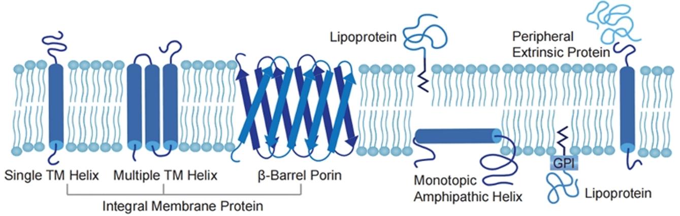 Membrane Protein (Creative Biolabs Original)