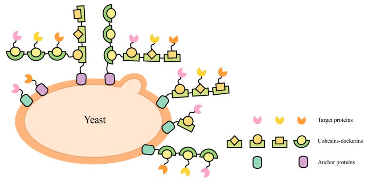 Fig.1 Detailed schematic illustrations of yeast-surface display technology. (Zhang, Chenmeng, et al,2022)